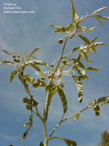 nightshade, silverleaf